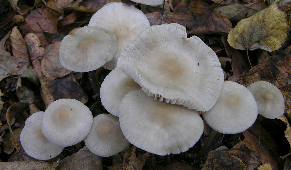 Totofungo...per chi vuole provarci.